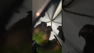 피아노 뚜껑 뒤에 앵무새가? #코뉴어 #앵무새 #parrot