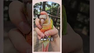 나도 해봤다 앵스프레이 #parrot #앵무새 #스프레이 #코뉴어  #성공실패