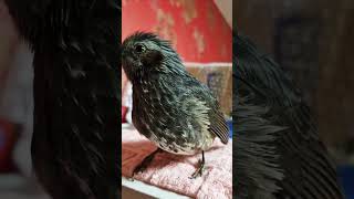 #직박구리 깨비의 일상 #코뉴어 앵무새 연두가 놀러왔어…