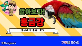 홍금강