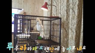 코카투를 내손에 ?