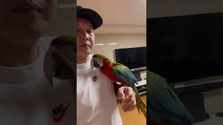 할리퀸마카우 루카 하루 종일 아빠를 기다린 루카는 어떻…