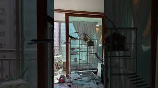 앵무새의 불만 표출(가을이)