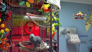 앵무새가 북치고장구치고 다하는 라이브방송