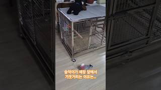 새 가족이 생겼어요 #갈라코카투 #앵무새 #반려동물 #parrot #birds