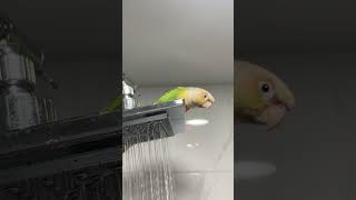 소망이의 일상(코뉴어)물도 매달려서 먹네