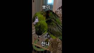 꽁패.앵무새.한스마카우.뽀미.한나.사랑일기6.2021.…