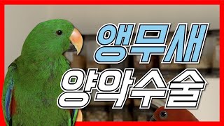 앵무새 양악수술! 부리교정, 앵무새 분양 전문, 버드스쿨