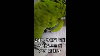 꽁패.앵무새.한스마카우.뽀미.한나 근황.2021.11.22