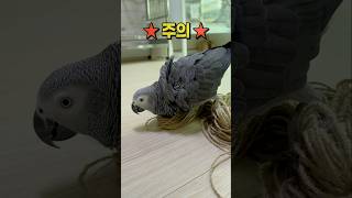 앵무새가 좋아하지만 위험한 놀이 ⚠️ 회색앵무 잠바