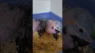 청금강 앵무 이유식 먹고 온 몸이 부어서 걱정했어요 #앵무새 #parrot #birds #birdslover