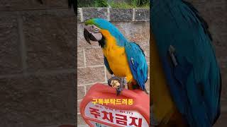 호두먹는 청금강앵무새 루카 #shorts