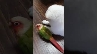 앵무새 귀찮아하는 멍멍이 풍산개 무술이베이비