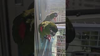 앵무새.한스마카우.뽀미.한나.근황.2023.10.20