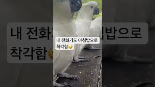 호주에 와서 이 코카투라는 새를 처음 알았다. 이 아이들 밥먹는 것만 보고 있어도 즐겁다. #작은일상#소소한행복