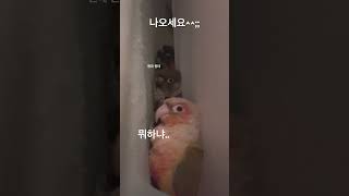 앵무새ASMR? 옹기종기 모여 잠자는 귀여운 동물 코뉴어 앵무새 가족, 웃긴녀석들 #pets #animal#parrot #birds #귀여운