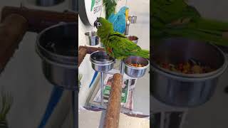 목욕하는 한스마카우 까꿍이