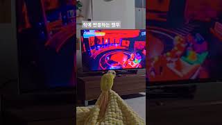 시꾸럽다 새새꾸야 #노래하는코뉴어 #말하는코뉴어 #슈퍼히어러리액션