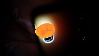 앵무새 유정란 검사 (test fertile parrot egg) (Subtitle Description Korean and English)