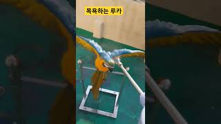 목욕하는 루카 #청금강 #청금강앵무새 #마카우 #parrot #macaw #앵무새 #동물 #반려동물 #애완동물 #animal