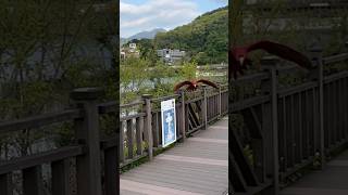 홍금강인데 청금강마냥 나는 자두 | 청금강행님들이랑 자…