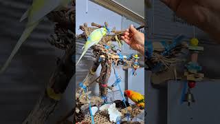 #birds #parrot #pets #썬코뉴어 #눈테…