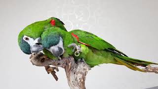 한스마카우 : 떨어질수 없는사이~♡