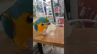 청금강 리드줄 없이 외출