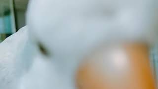 [퀘이커앵무 일구] 일구 미모 감상하세요 ilgoo's beauty!