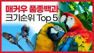 매커우 마카우 앵무새 종류 Top5