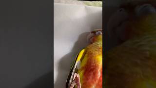 첫날부터 배보여준 앵무새 #앵무새 #코뉴어