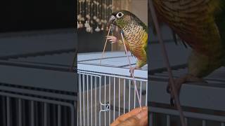 코뉴어앵무새#하랑이#하봉이#더빙농장#병맛더빙#동물더빙#…