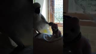 엄브렐라 코카튜