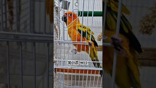 목이 말라서 물을 찾아가는 써니~ #썬코뉴어 #parrot #앵무새 #물 #water #갈증 #thirst #써니