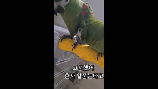 꽁패.앵무새.한스마카우.뽀미.한나.사랑일기7.2021.8.18