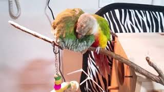 퀘이커짱구.코뉴어지돌