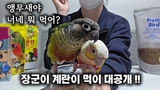 [계란장군] 코뉴어 앵무새는 뭐 먹지? 계란, 장군이 즐겨먹는 먹이 대공개!!