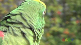 아마존 앵무 ( Amazon Parrot )