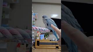 [퀘이커 앵무] 속아줄까 말까 #parrot #quakerparrot #속고 속이는 #까꿍이