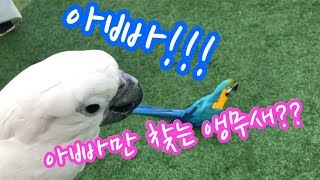 아빠만 부르는 앵무새?! 아빠만 찾는 링고