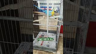 청풍이 집 대청소 #청금강 #대청소