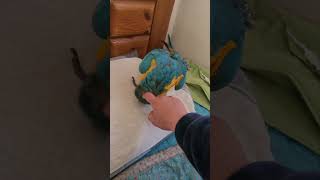 머리 긁어달라고 오는 루카 #shorts #청금강 #청…