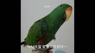 [공뇽뇽]앵무새 말 잘들어야 할 것 같은 기분/말 하는…