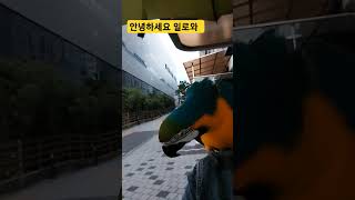 안녕하세요 일로와 #앵무새 #parrot #청금강 #청…