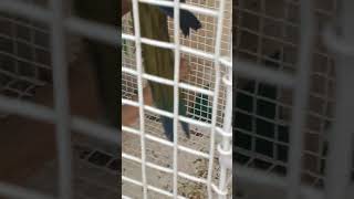 # pet lover # parrots # cutee