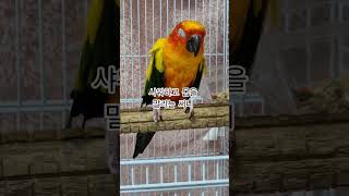 써니야 감기 안걸리려면 털을 잘 말려야지!  #썬코뉴어 #parrot #앵무새 #샤워 #shower #감기 #cold #말리는 #drying #써니