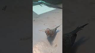 사랑이(퀘이커) - 처음으로 나온 마당산책