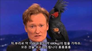 [한글자막] 코난 오브라이언  - 검은 야자 앵무 (원…