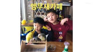 앵무새카페 #앵무새키우기 #코뉴어앵무새일상