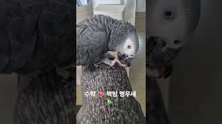 수박먹는  앵무새  #parrot #앵무새 #birds…